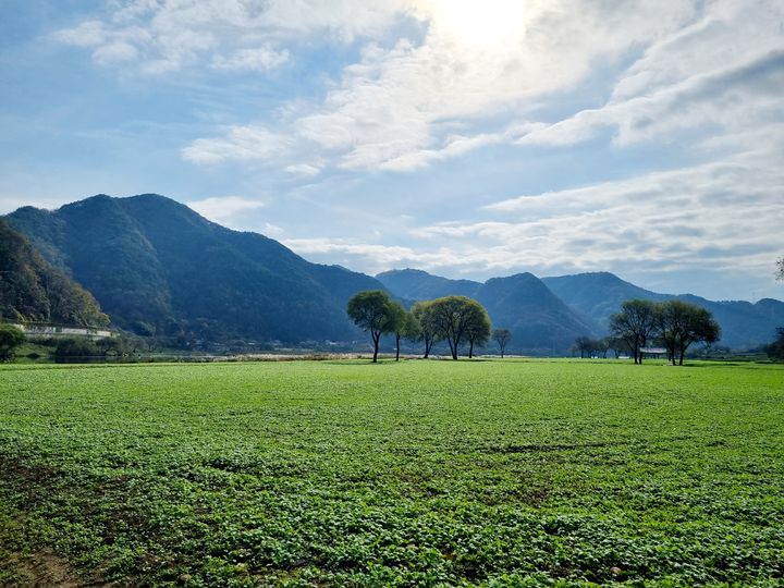 충북 옥천군 유채꽃단지 *재판매 및 DB 금지