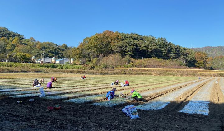 [산청=뉴시스] 산청군청 산청군 농촌인력중개센터, 인력난 해소 *재판매 및 DB 금지  *재판매 및 DB 금지