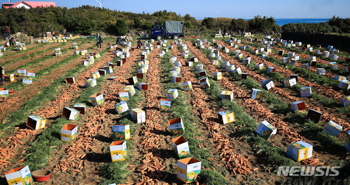 [제주=뉴시스] 우장호 기자 = 맑은 날씨를 보인 21일 오전 전국 최대 당근 산지인 제주시 구좌읍에서 농민들이 제철 당근을 수확하고 있다. 2023.11.21. woo1223@newsis.com