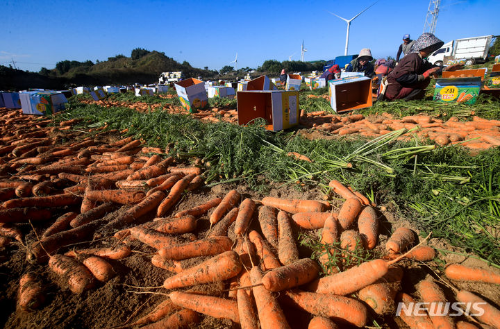[제주=뉴시스] 우장호 기자 = 맑은 날씨를 보인 21일 오전 전국 최대 당근 산지인 제주시 구좌읍에서 농민들이 제철 당근을 수확하고 있다. 2023.11.21. woo1223@newsis.com