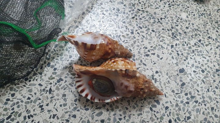 [광주=뉴시스] 김혜인 기자 = 수산물 경매장에 멸종위기종 나팔고둥이 나왔다. 2023.11.22. (사진=영산강유역환경청 제공) photo@newsis.com *재판매 및 DB 금지