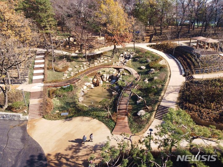 [서울=뉴시스]서울 노원구가 초안산 자락 산림훼손지를 복원해 '초안산 수국동산'을 조성했다고 22일 밝혔다. (사진=노원구 제공). 2023.11.22. photo@newsis.com