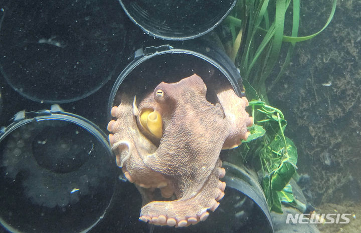 [여수=뉴시스] 전남 해양수산과학관 문어