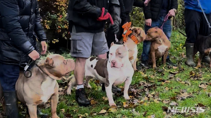 영국에서 사람을 공격해 잇단 사망사고를 일으켜 금지견으로 지정된 '아메리칸 XL 불리(American XL bully)'를 키우는 견주들이 62마리의 XL 불리를 데리고 대규모 모임을 열었다. 견주들은 XL 불리를 금지견으로 지정한 정부의 결정에 항의하기 위해 이번 모임을 가졌다. 출처 : @melissarosco 