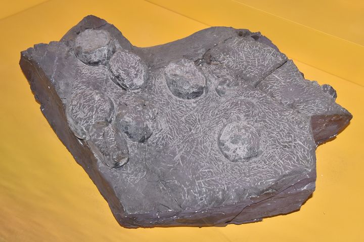 [고성(경남)=뉴시스] 신정철 기자= 경남 고성군은 초식공룡의 알로 알려진 ‘고성 월평리·병산리 공룡알 둥지화석’이 국가중요과학기술자료에 등록됐다고 29일 밝혔다.사진은 고성군 고성읍 월평리 공룡알 둥지화석 모습.(사진=고성군 제공).2023.11.29. photo@newsis.com *재판매 및 DB 금지