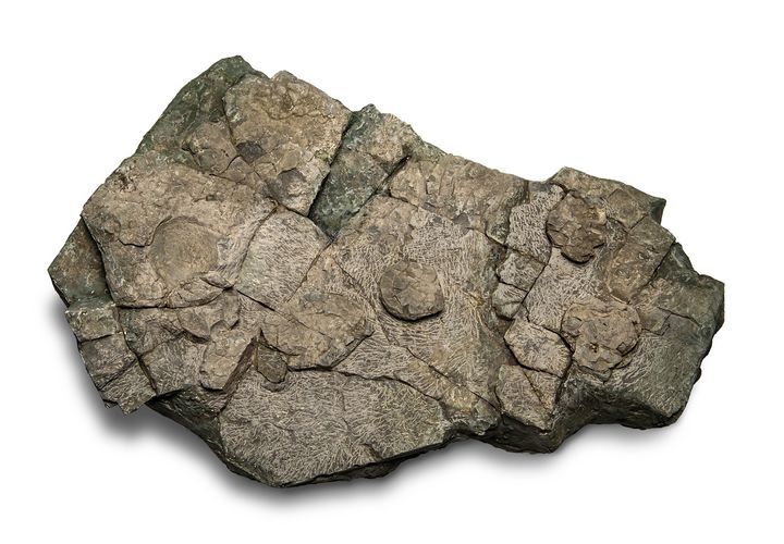 [고성(경남)=뉴시스] 신정철 기자= 경남 고성군은 초식공룡의 알로 알려진 ‘고성 월평리·병산리 공룡알 둥지화석’이 국가중요과학기술자료에 등록됐다고 29일 밝혔다.사진은 고성군 삼산면 병산리 공룡알 둥지화석 모습.(사진=고성군 제공).2023.11.29. photo@newsis.com *재판매 및 DB 금지