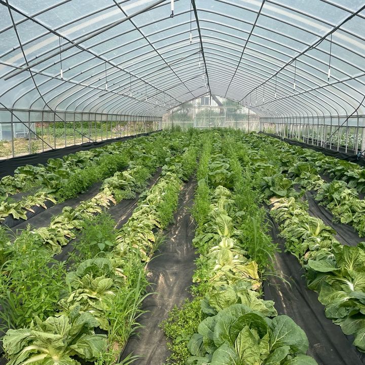 뿌리혹병 발병 농가(사진=경기도농업기술원 제공) *재판매 및 DB 금지