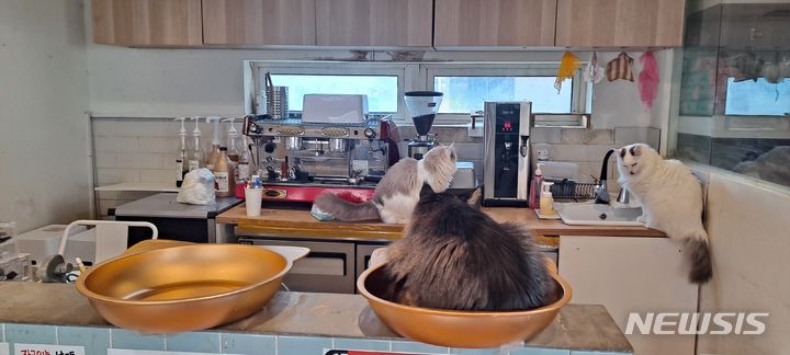 [서울=뉴시스]서울시 민생사법경찰단(민사단)은 동물 판매전시미용업소 등 118곳을 대상으로 특별점검을 실시해 동물보호법 위반업소 41곳을 적발했다고 29일 밝혔다. 사진은 영업시설 기준 미달 동물전시업소. 음료 제조공간에 앉아있는 동물. (사진=서울시 제공). 2023.11.29. photo@newsis.com