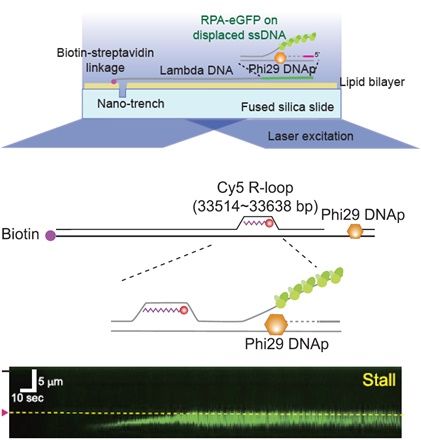 [울산=뉴시스] DNA 커튼을 이용한 DNA 복제와 알룹 충돌 이미지 *재판매 및 DB 금지