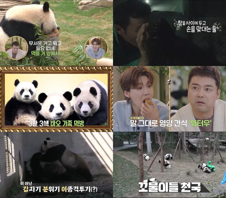 [서울=뉴시스] SBS TV '푸바오와 할부지'가 30일 오후9시 방송된다. (사진=SBS '푸바오와 할부지' 제공) 2023.11.30. photo@newsis.com *재판매 및 DB 금지