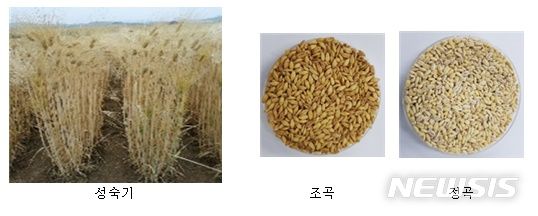 [전주=뉴시스]윤난슬 기자 = 베타원 조곡과 정곡.(사진=농진청 제공)