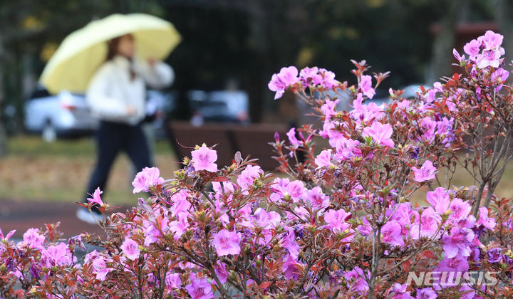 [제주=뉴시스] 우장호 기자 = 전국적으로 한겨울 수준의 강추위가 찾아온 30일 오전 제주대학교 교정에 봄꽃인 철쭉이 피어나 이색 정취를 자아내고 있다. 2023.11.30. woo1223@newsis.com