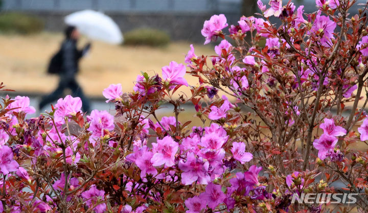 [제주=뉴시스] 우장호 기자 = 전국적으로 한겨울 수준의 강추위가 찾아온 30일 오전 제주대학교 교정에 봄꽃인 철쭉이 피어나 이색 정취를 자아내고 있다. 2023.11.30. woo1223@newsis.com