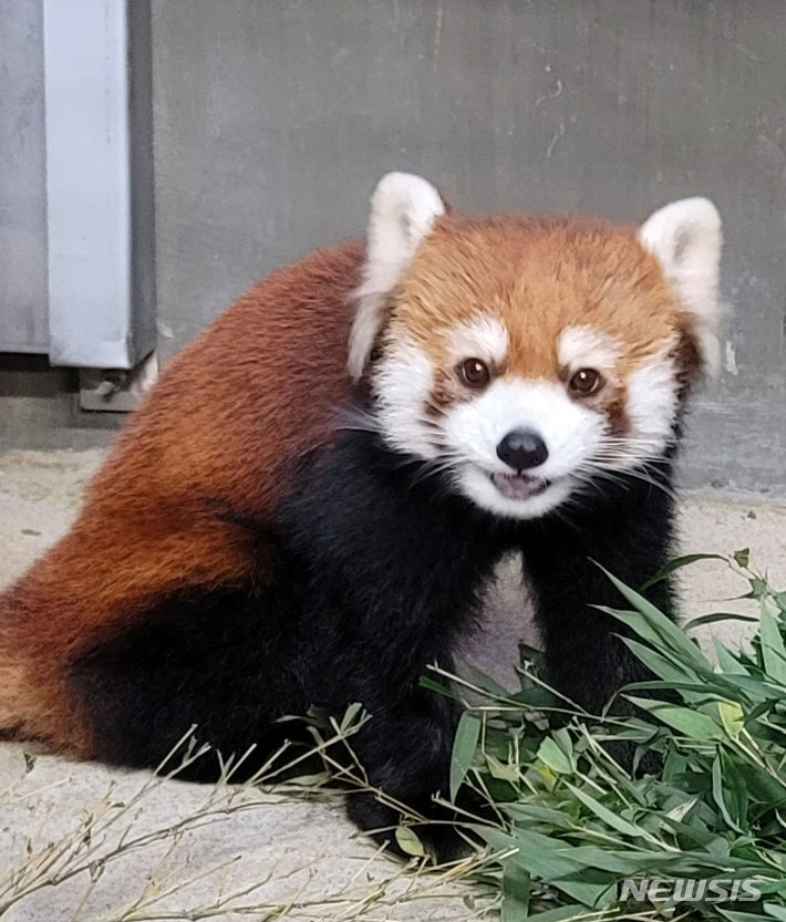 [서울=뉴시스]일본에서 온 암컷 레서판다.