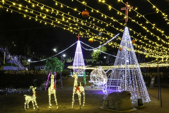 울산 선암호수공원에 대형 크리스마스 트리 등장 