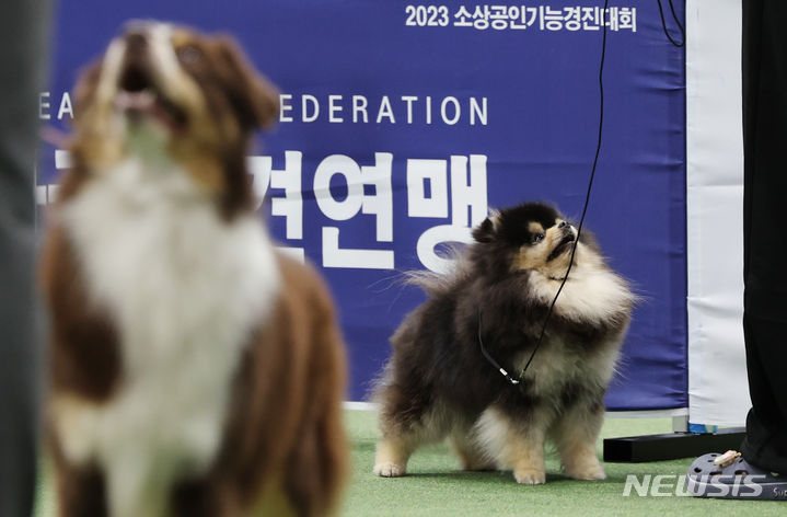 [서울=뉴시스] 김진아 기자 = 1일 서울 양재 aT센터에서 열린 '2023 코리아 프리미어 도그쇼'에 출전하는 강아지가 경연을 준비하고 있다. 2023.12.01. bluesoda@newsis.com