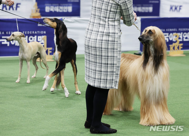 [서울=뉴시스] 김진아 기자 = 1일 서울 양재 aT센터에서 열린 '2023 코리아 프리미어 도그쇼'에 출전하는 강아지가 경연을 하고 있다. 2023.12.01. bluesoda@newsis.com