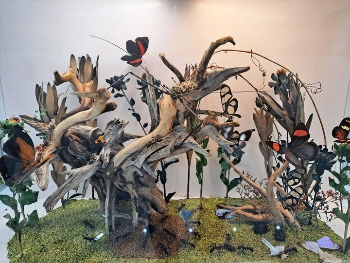 [대전=뉴시스] 대전곤충생태관 곤충표본·디오라마 특별기획전. *재판매 및 DB 금지