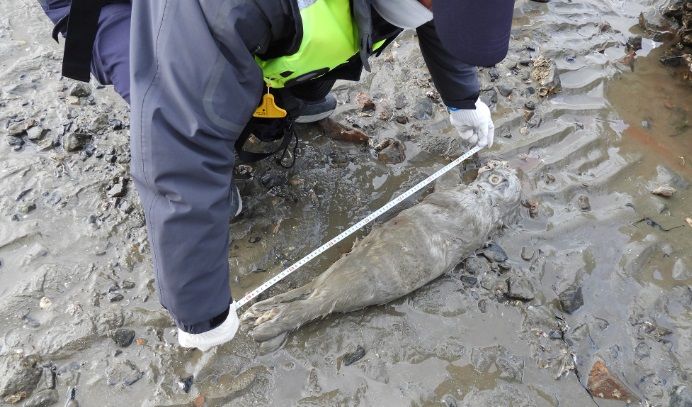 [인천=뉴시스] 김동영 기자 = 지난 1일 인천 옹진군 백령면 진촌리 하늬해변에서 새끼 점박이물범이 죽은 채 발견됐다. 인천녹색연합 제공 *재판매 및 DB 금지