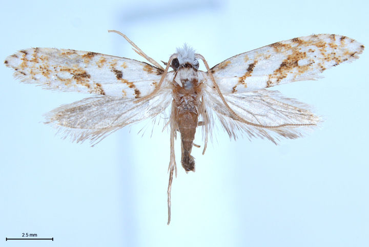 [목포=뉴시스] 울릉좀나방붙이. *재판매 및 DB 금지