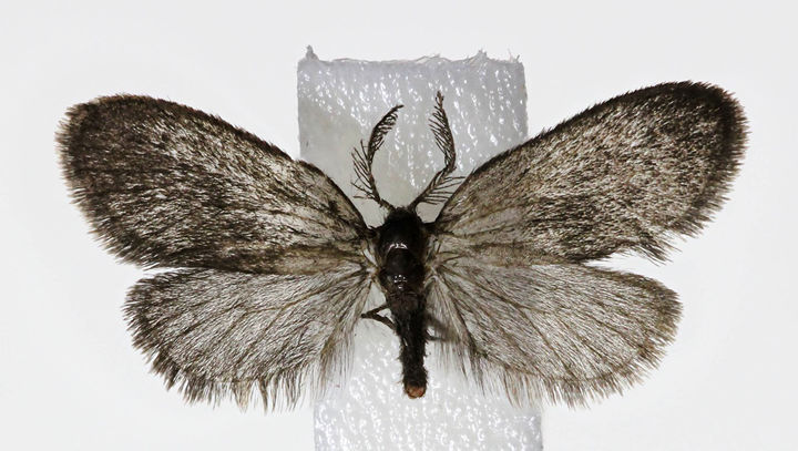 [목포=뉴시스] 사슴뿔주머니나방. *재판매 및 DB 금지