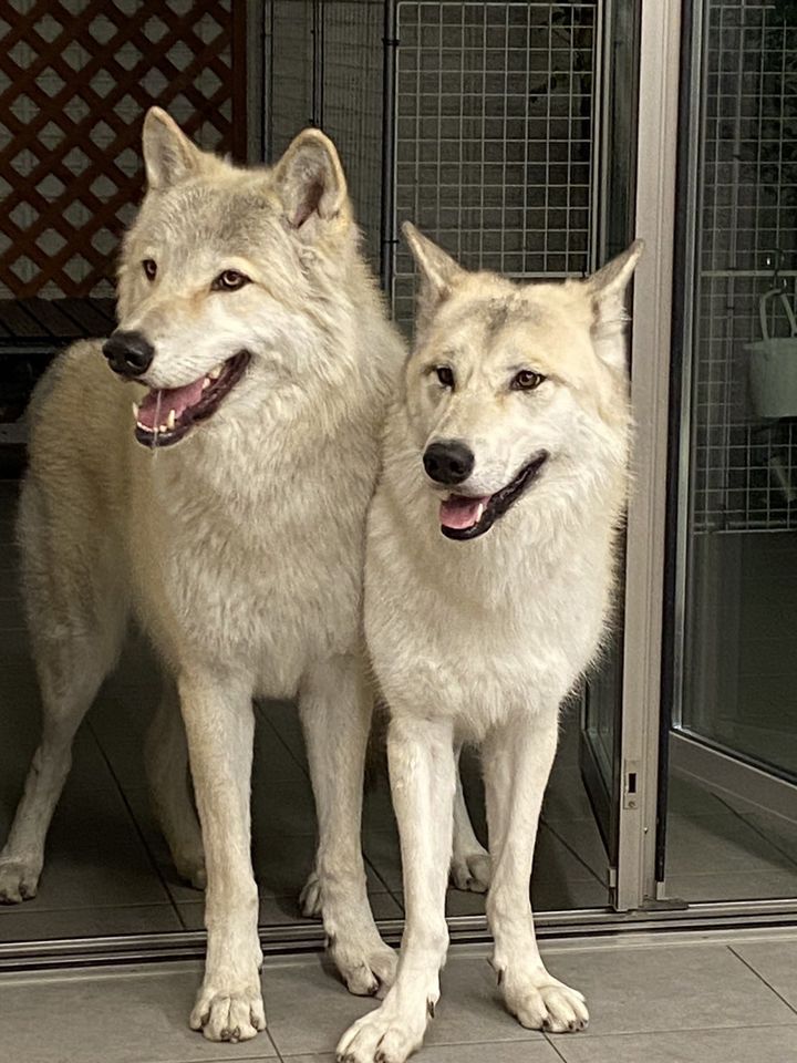[서울=뉴시스] 미국의 한 가정집에서 기르던 늑대개가 생후 3개월 남아를 물어 사망에 이르게 했다고 미국 AP통신이 3일(현지시간) 전했다. 사진은 기사와 무관. (사진=X 갈무리) 2023.12.04. *재판매 및 DB 금지