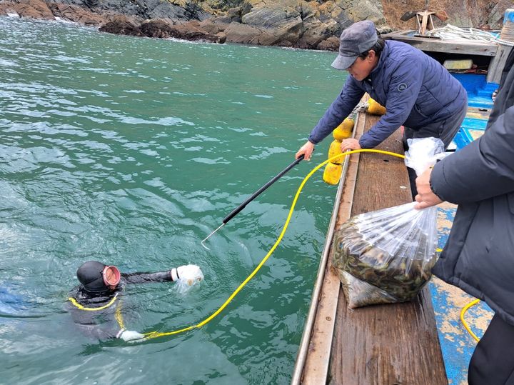 [인천=뉴시스] 인천 옹진군 관계자가 대청 면허어장 해삼종자를 방류하고 있다. (사진=옹진군 제공) *재판매 및 DB 금지