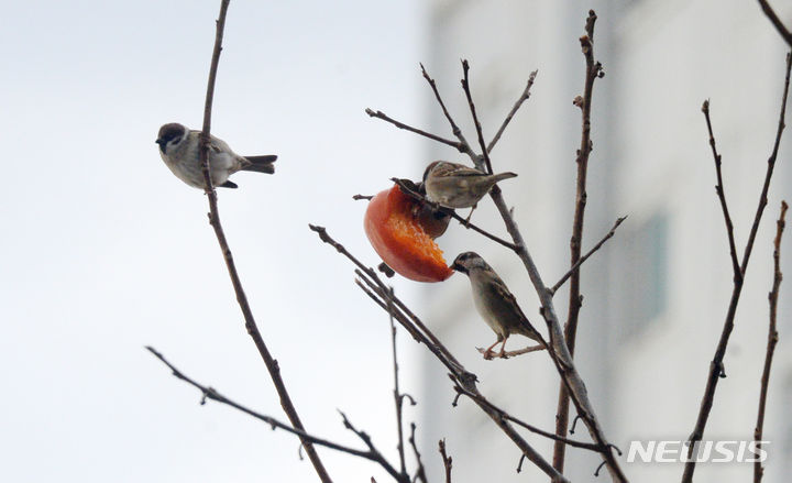충남권 오후 포근한 날씨에 한때 비…미세먼지 '나쁨'