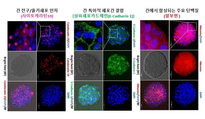 [세종=뉴시스] 농촌진흥청은 돼지 간세포를 이용해 '돼지 간세포 오카노이드'(미니 장기)를 개발했다고 6일 밝혔다.(사진=농촌진흥청) *재판매 및 DB 금지