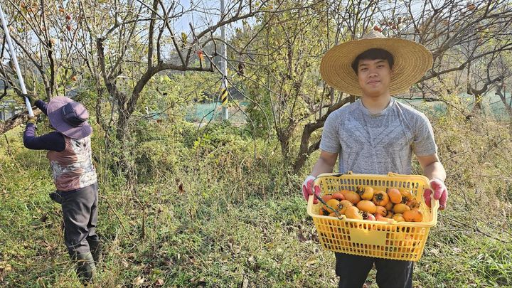 논산시가 진행한 농촌에서 살아보기 프로그램이 귀농·귀촌 희망자들에게 인기다. 참가자가 직접 재배한 감을 수확하고 있다. 2023. 12. 06 논산시 *재판매 및 DB 금지