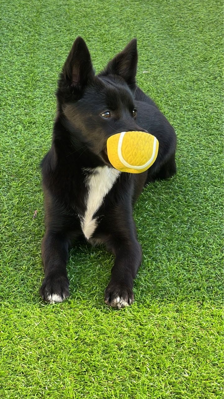 [제주=뉴시스] 지난 11월 서귀포시 중문동에서 구조된 유기견 ‘귤이’. (사진=제주도 제공) 2023.12.06. photo@newsis.com *재판매 및 DB 금지