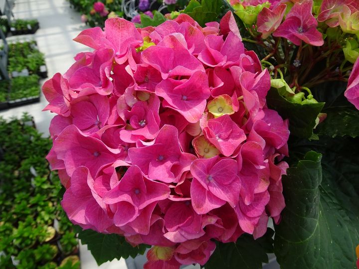 순천시, 수국 '가든 컬렉션 레드' 신품종 개발