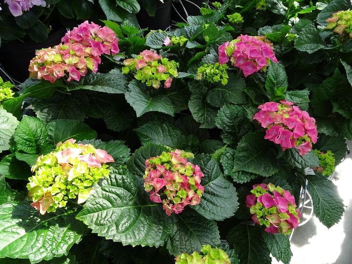 순천시, 수국 '가든 컬렉션 레드' 신품종 개발