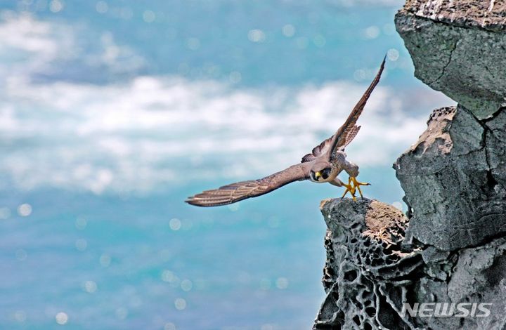 송인혁 作 ⓒ제주카메라클럽 *재판매 및 DB 금지