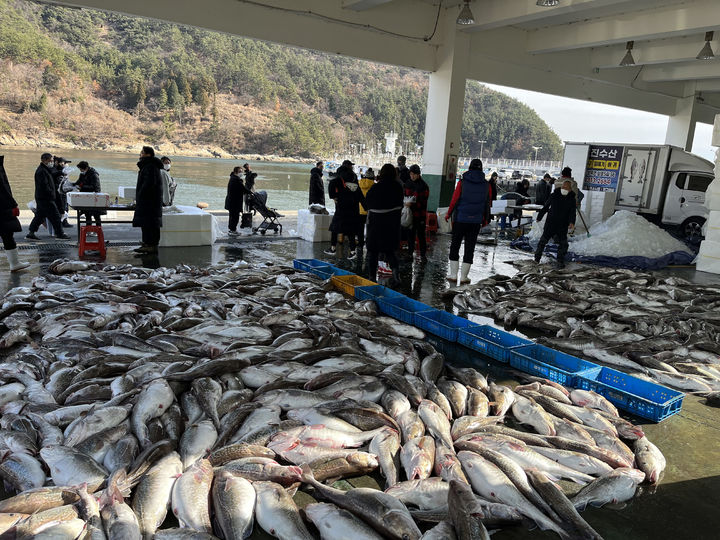 [거제=뉴시스] 신정철 기자= 겨울철 거제 대표 어종인 대구를 비롯하여 청정바다 거제의 신선하고 다양한 수산물을 맛볼 수 있는 제16회 대구수산물축제가 오는 16일부터 이틀 간 대구 주 생산지인 가제시 장목면 외포항 일원에서 성대하게 열린다.사진은 경매를 기다리는 장목면 외포항 대구 위판장 모습.(사진=거제시 제공).2023.12.07. photo@newsis.com *재판매 및 DB 금지