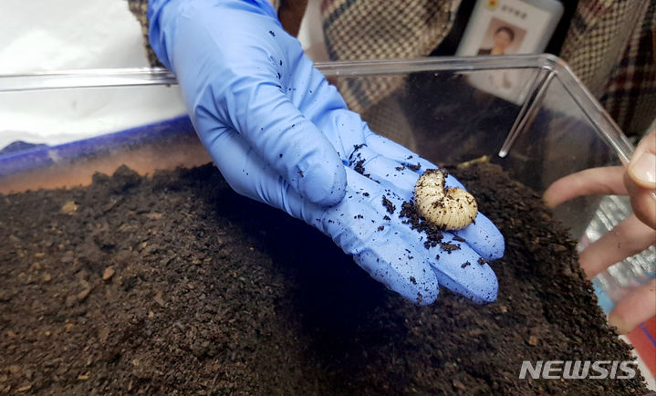 [광주=뉴시스] 전남대학교 식품공학과 김두운 교수팀 장수풍뎅이 누디바이러스 예방 천연약제 추출 성공. (사진=전남대학교 제공). photo@newsis.com *재판매 및 DB 금지