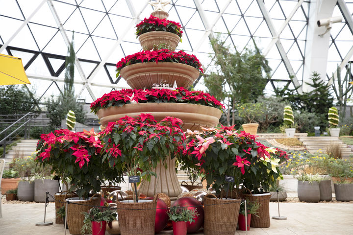 [서울=뉴시스]서울식물원 포인세티아 꽃트리.(사진=서울시 제공) *재판매 및 DB 금지