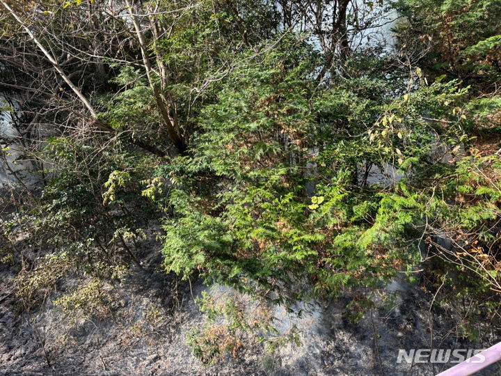 [광주=뉴시스] 김혜인 기자= 8일 오전 전남 해남군 북일면 한 야산에서 불이나 신고를 받고 출동한 산림 당국에 의해 33분 만에 꺼졌다. 2023.12.08. (사진=산림청 제공) photo@newsis.com