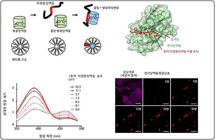 [대전=뉴시스] 연구 개요도.(시계방향으로) 비정형 단백질과 결합과 동시에 형광신호 변화를 일으킬 수 있는 센서단백질 모식도. 센서단백질과 아밀로이드 베타(amyloid-β)의 특정 서열 조각이 결합된 복합체의 결정 구조. 센서단백질을 이용한 아밀로이드 베타와 성상세포 세포막 사이의 상호작용 실시간 추적 그림. 다양한 농도의 아밀로이드 베타 농도에 대한 센서 단백질의 형광 파장대 변화.(사진=KAIST 제공) *재판매 및 DB 금지