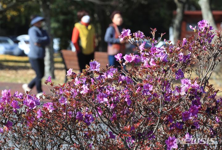 [제주=뉴시스] 우장호 기자 = 낮 기온이 20도를 웃도는 등 포근한 날씨를 보이는 8일 오후 제주대학교 교정에 봄꽃인 철쭉이 활짝 피어나 이색 정취를 자아내고 있다. 2023.12.08. woo1223@newsis.com