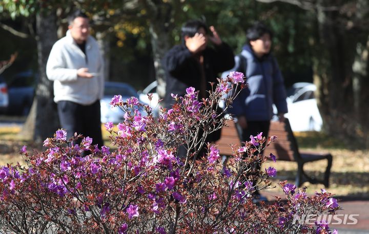 [제주=뉴시스] 우장호 기자 = 낮 기온이 20도를 웃도는 등 포근한 날씨를 보이는 8일 오후 제주대학교 교정에 봄꽃인 철쭉이 활짝 피어나 이색 정취를 자아내고 있다. 2023.12.08. woo1223@newsis.com