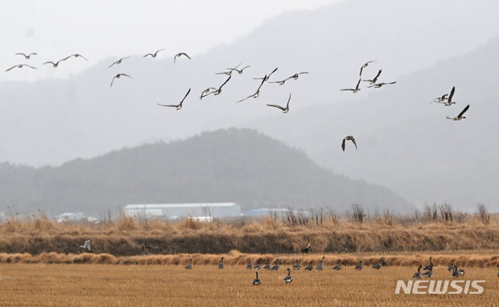 [영암=뉴시스] 김혜인 기자 = 올 겨울 전남 지역에서 첫 고병원성 조류인플루엔자(AI)가 발생한지 1주가 지난 11일 오전 영암군 영암호 일대에서 철새들이 겨울을 나고 있다. 2023.12.11. hyein0342@newsis.com
