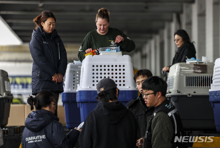 [인천공항=뉴시스] 정병혁 기자 = 14일 인천국제공항 화물터미널에서 개들이 검역을 받고 있다. 동물보호단체 한국 휴메인 소사이어티 인터내셔널은 지난 3월 충남 아산 개식용 농장에서 개들을 구조했다. 2023.12.14. jhope@newsis.com