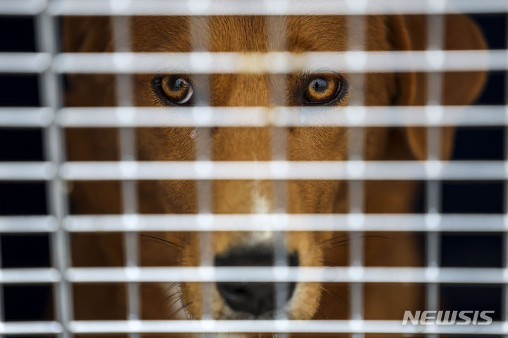 [인천공항=뉴시스] 정병혁 기자 = 지난달 14일 인천국제공항 화물터미널에서 개들이 출국을 기다리고 있다. 동물보호단체 한국 휴메인 소사이어티 인터내셔널은 지난 3월 충남 아산 개식용 농장에서 개들을 구조했다. 2023.12.14. jhope@newsis.com