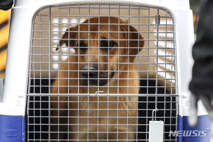 [인천=뉴시스] 동물보호단체로부터 구조된 개들의 모습. 위 사진은 기사와 관계 없음 (사진=뉴시스 DB) 2023.12.14. photo@newsis.com
