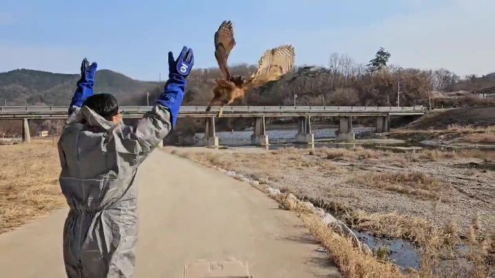 [안동=뉴시스] 수리부엉이가 경북산림개발원 야생동물구조관리센터에서 치료 후 방사되고 있다. (사진=경북도 제공) 2023.12.18 *재판매 및 DB 금지