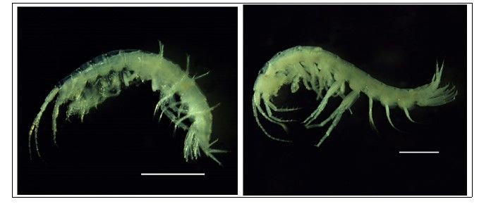 [서울=뉴시스] 섬진강동굴옆새우(왼쪽)와 단양동굴옆새우(오른쪽) 모습. (사진=환경부 제공) 2023.12.21. photo@newsis.com *재판매 및 DB 금지