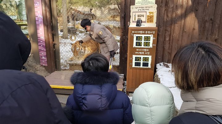 [서울=뉴시스] 구무서 기자 = 지난 20일 에버랜드 동물원에서 한 사육사가 호랑이에 대해 설명하고 있는 모습. 2023.12.20. nowest@newsis.com *재판매 및 DB 금지