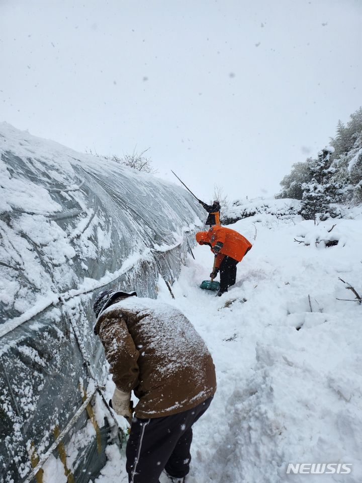 [군산=뉴시스] 최정규 기자 = 전북소방본부 직원들이 전북 군산시 회현동의 한 비닐하우스에서 폭설로 인해 쌓인 눈을 치우고 있다.(전북소방본부 제공) 2023.12.21.