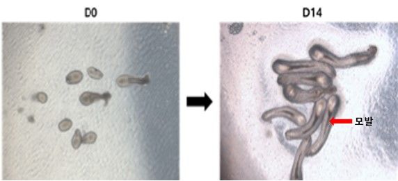 [서울=뉴시스] 인간 모낭 오가노이드 현미경 사진 분리 직후(왼쪽), 배양 14일 후(오른쪽) (사진=강스템바이오텍 제공) 2023.12.25. photo@newsis.com *재판매 및 DB 금지